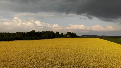 Spring rapeseed field with wavy abstract landscape pattern. Yellow rape Stock Footage 108609200