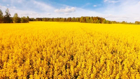 Spring rapeseed field with wavy abstract landscape pattern. Video stock 111062377