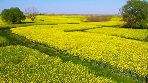 Spring Rapeseed Flower Fields Under Blue Sky 4K Aerial Stock Footage 341864372