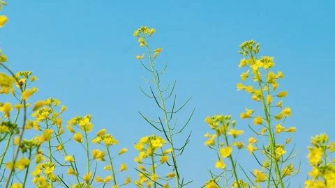 Spring Rapeseed Flowers Swaying Gently in the Wind Under a Clear Blue Sky 動画素材 342001762