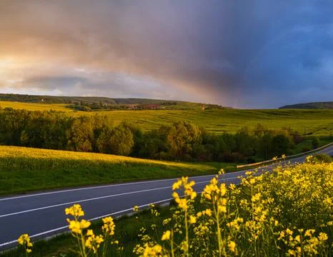 Spring rapeseed yellow blooming fields Stock Photos