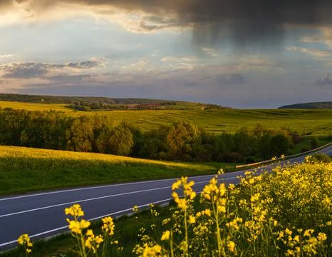 Spring rapeseed yellow blooming fields Stock Photos