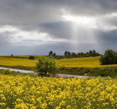 Spring rapeseed yellow blooming fields and cloudy sky with sunrays Stock Photos