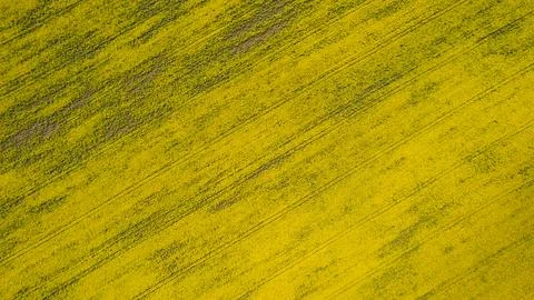 Spring rapseed field with tractor tracks and lines Foto stock