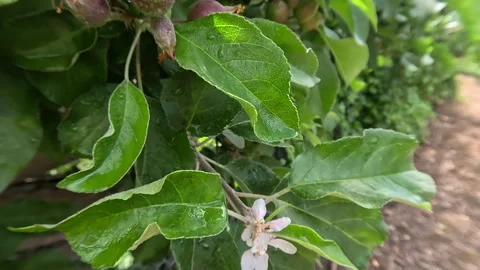 Spring, Red Apples Developing on the Tree Stock Footage 256627108