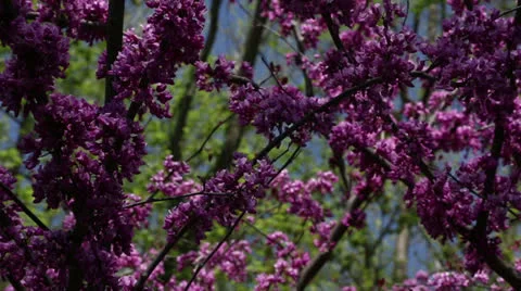 Spring red bud Video stock 22770122