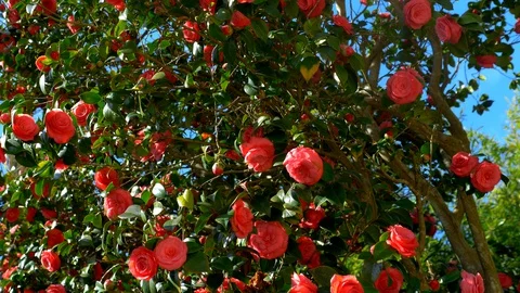 Spring. the red Camellia tree with flowers on a background of trees and sky Stock Footage 128013513