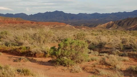 Spring Red Desert with saxaul trees Stock Footage 317906225