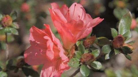 Spring Red Flower, Close-up Stock Footage 1013724