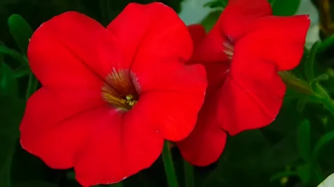 Spring Red Flowers Blooming Animation Video stock 307874335