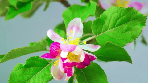 Spring Red Flowers. Stock Footage 63153631