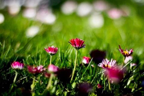 Spring red flowers Stock Photos