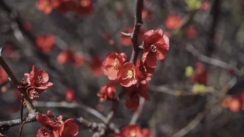 Spring red flowers on sprigs of a tree without leaves 库存影片 113993493