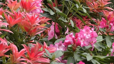 Spring. Red leaves and pink buds on branches. Stock Footage 74723616