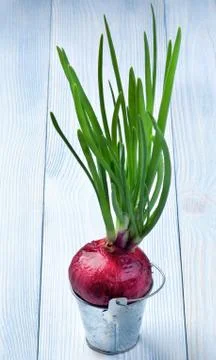 Spring Red Onion Stock Photos