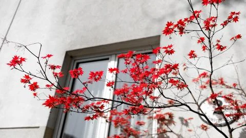 Spring Red Stock Photos