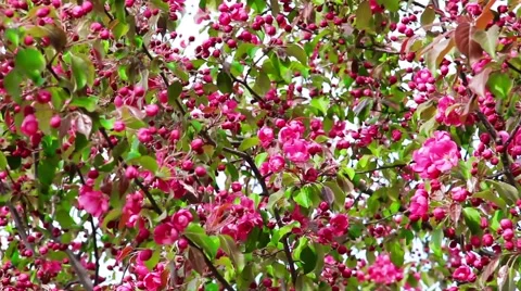 Spring red-pink plum flowers blossoms moving in the light wind Stock Footage 63104048