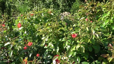 Spring red rose flowers in park. Stock Footage 111994869