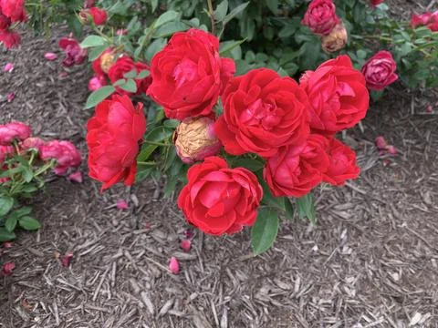 Spring Red Roses Stock Photos