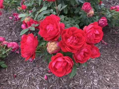 Spring Red Roses Stock Photos