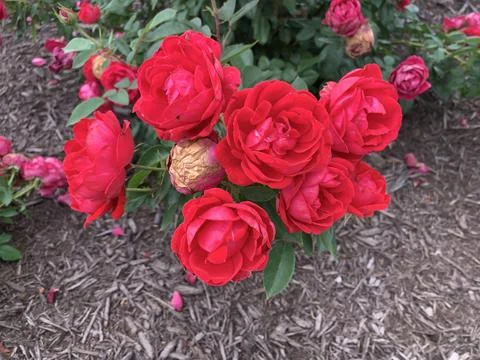 Spring Red Roses Stock Photos