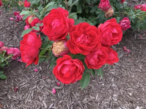 Spring Red Roses Stock Photos