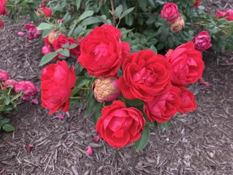 Spring Red Roses Stock Photos
