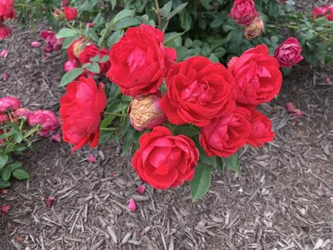 Spring Red Roses Stock Photos