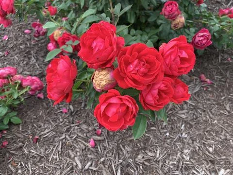 Spring Red Roses Stock Photos