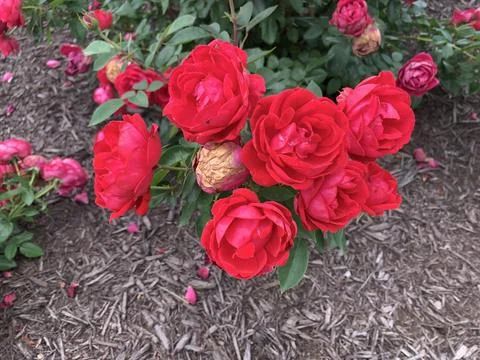Spring Red Roses Foto stock