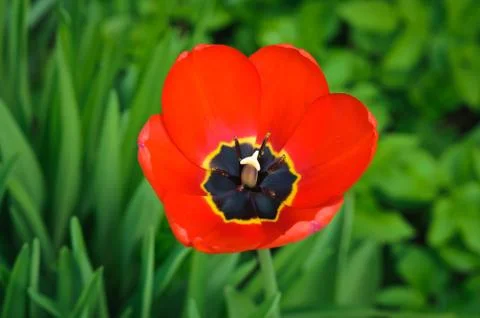 Spring red tulip close-up Stock Photos