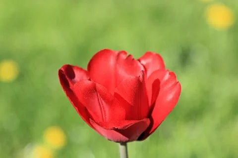 Spring red tulip on a fun background Stock Photos