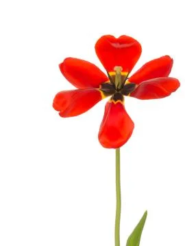 Spring red tulip opened Stock Photos