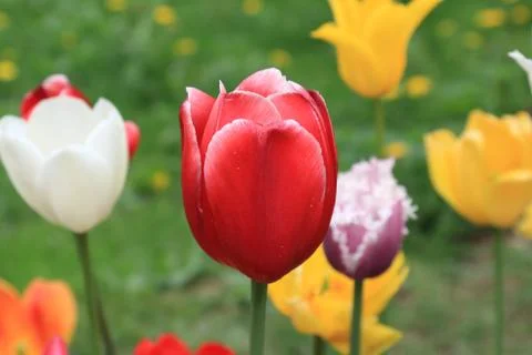 Spring red tulip surrounded by tulips of different bright colors Stock Photos