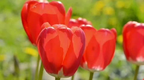 Spring red tulips and wind  background Video stock 21248425