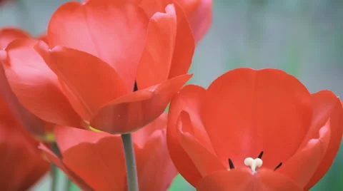 Spring red tulips Stock Footage 50912612
