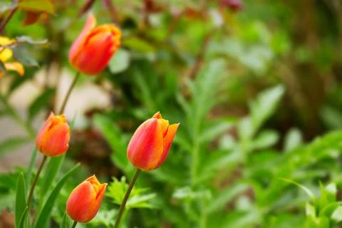 Spring red tulips. Stock Photos