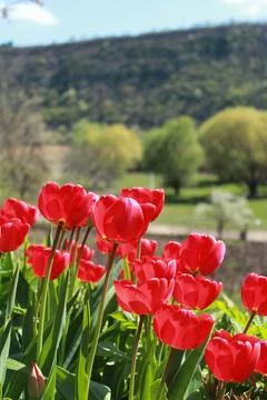 Spring red tulips in a rustic garden Stock Photos