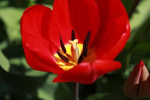 Spring red tulips in a rustic garden Stock Photos