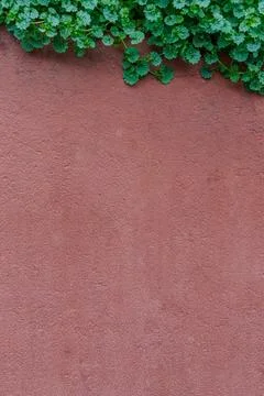 Spring red wall with green creeper plants background, copy space, vertical Stock Photos