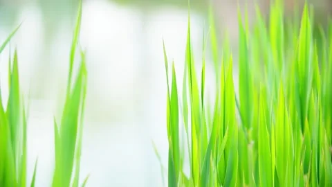In spring, the reeds sprout Stock Footage 257288197