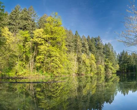 Spring Reflection Foto stock