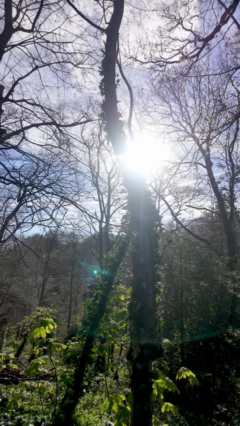 Spring Renewal And Forest Bathing Sunlight Streaming Through Trees. vertical Stock Footage 333585169