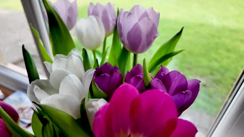 Spring Renewal And Optimism Colorful Tulips Blooming By Window Stock Footage 333374830