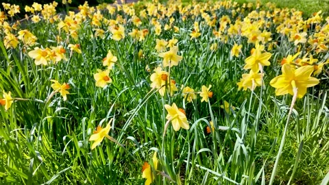 Spring Renewal And Optimism Field Of Yellow Daffodils Blooming In Green Grass Stock Footage 332677589
