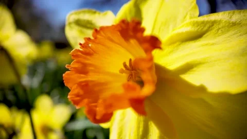 Spring Renewal And Optimism Macro Shot Of Yellow Daffodils Blooming In Sunlight Stock Footage 332677641