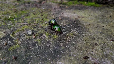 Spring Renewal, Green Beetles Mating Stock Footage 290080187