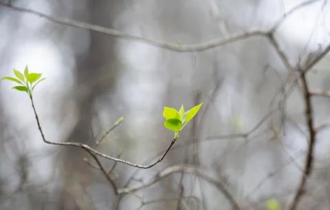 Spring Renewal Stock Photos