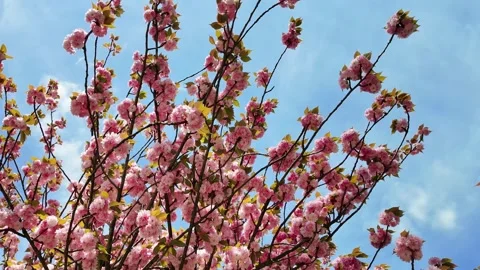 Spring Renewal, Vibrant Pink Cherry Blossoms Stock Footage 273857158