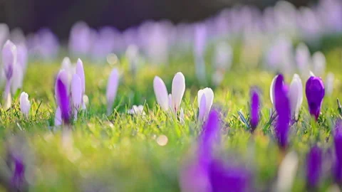 Spring renewal with white crocuses blooming in sunny forest clearing, cinematic Vídeo Stock 326830658